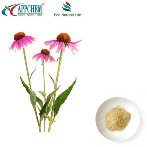 Εκχύλισμα Echinacea Purpurea σε σκόνη