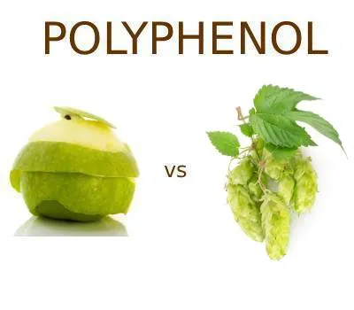 Πολυφαινόλες μήλου εναντίον πολυφαινόλες λυκίσκου: Ποιες προσφέρουν καλύτερα ...