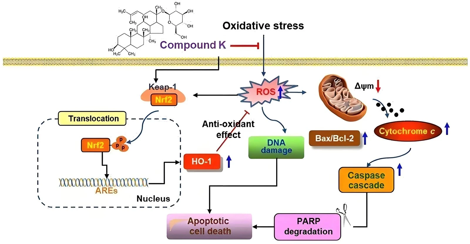 HO-1 HO-1